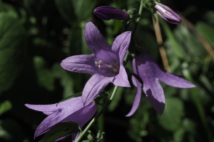 Campanula grandis