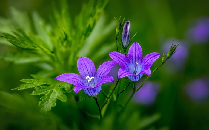 Колокольчики полевые