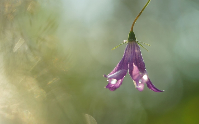 Лиловые колокольчики