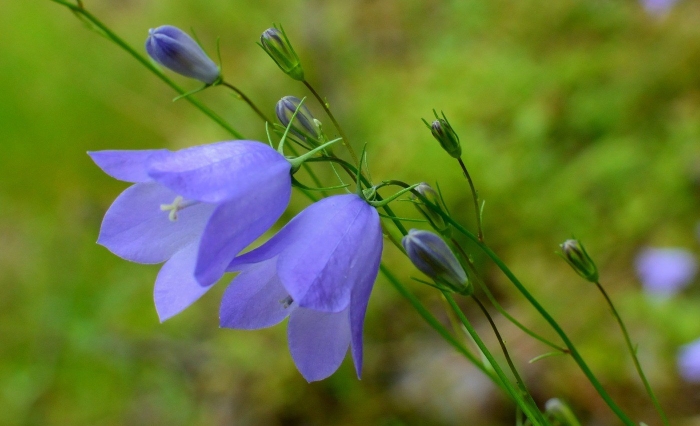 Колокольчик круглолистный растение