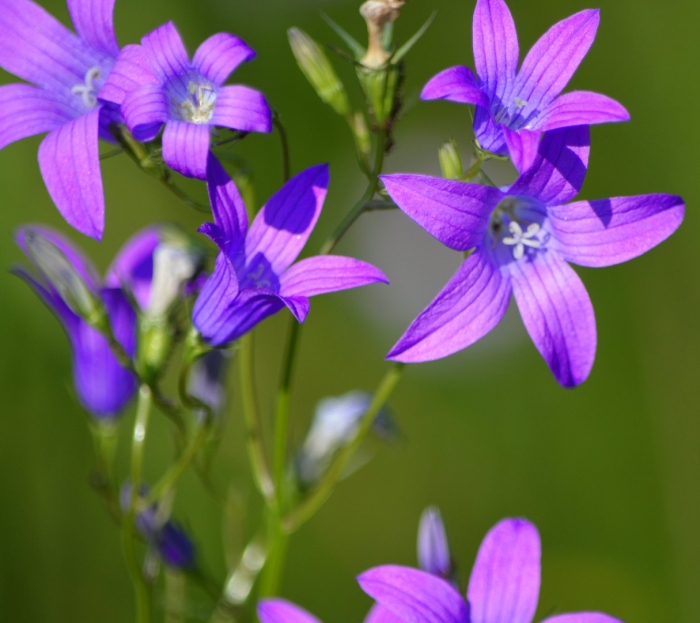 Кампанула луговая