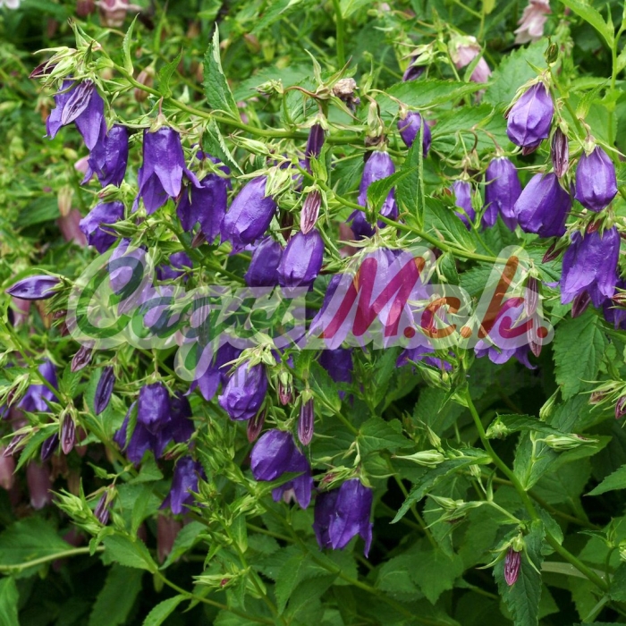 Колокольчик гибридный сарастро