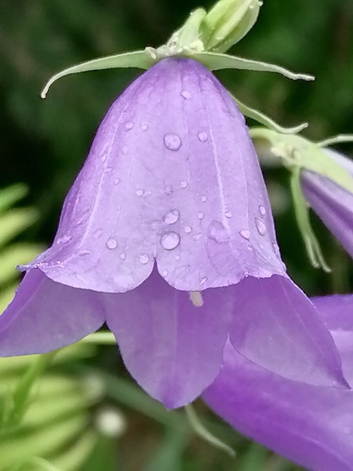 Колокольчик растения из семейства колокольчиковых