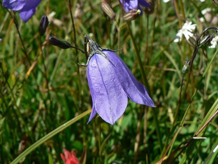 Campanula rotundifolia l.