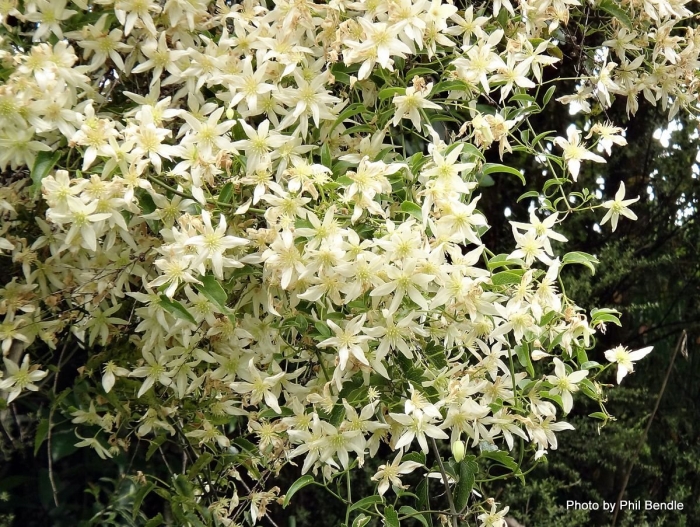 Клематис звездочет