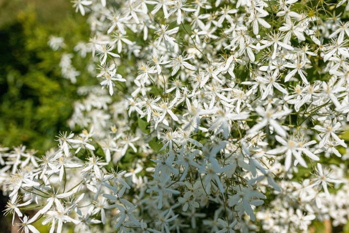 Клематис уайт абунданс
