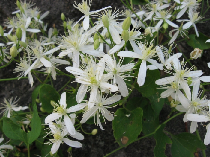 Клематис ломонос маньчжурский