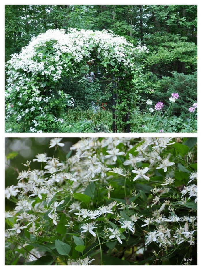 Клематис тернифлора