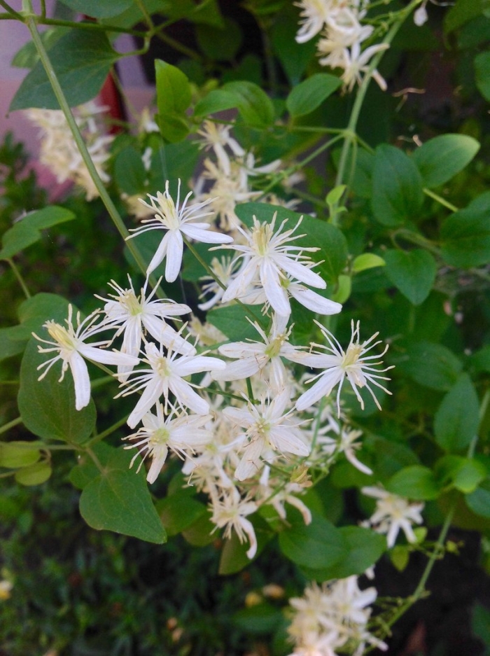 Клематис мелкоцветковый белый ломонос