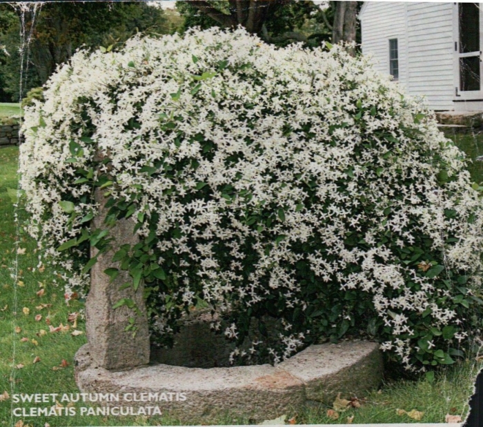 Клематис метельчатый