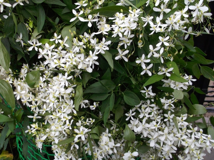 Клематис мелкоцветковый белый