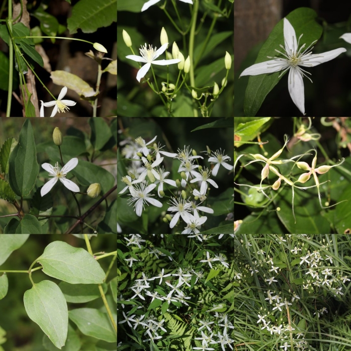 Клематис мелкоцветковый белый ломонос