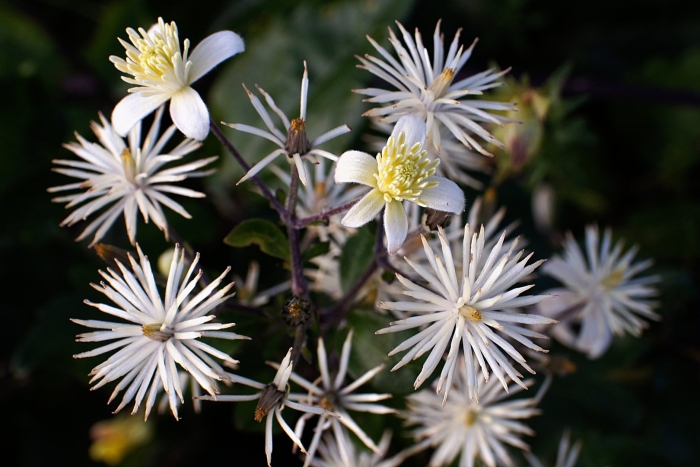 Clematis ligusticifolia