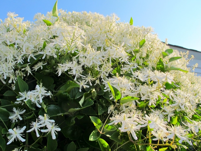 Ломонос трехцветковый клематис