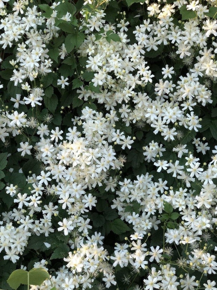 Клематис короткохвостый звездочет