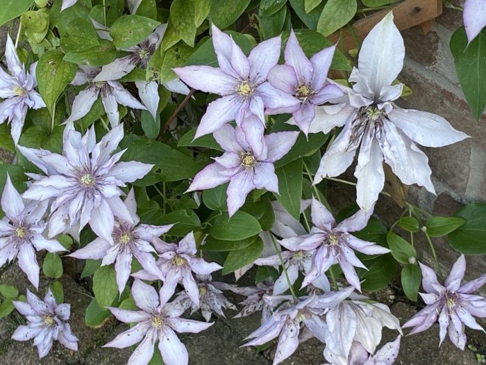 Клематис кустовой альба