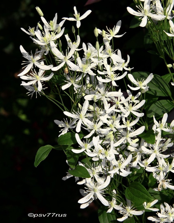 Клематис кустовой