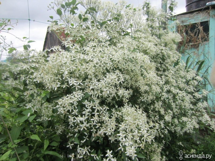 Клематис прямостоячий белый мелкоцветковый