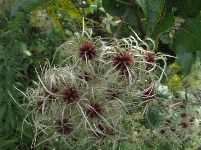 Ломонос трехцветковый