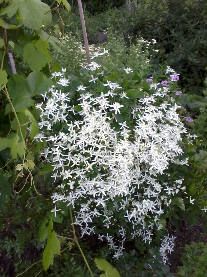 Клематис жгучий белое облако