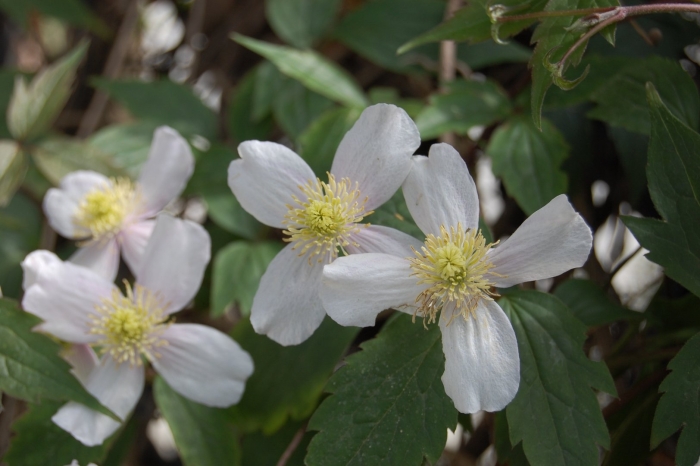 Клематис  montana freda