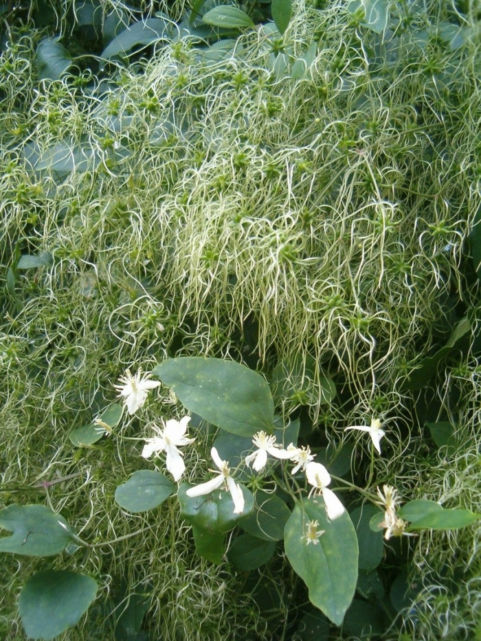 Clematis terniflora var mandshurica