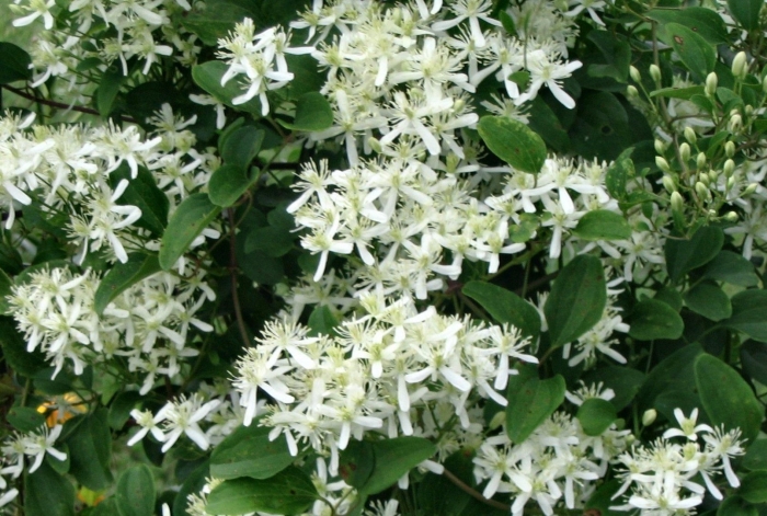 Ломонос трехцветковый клематис