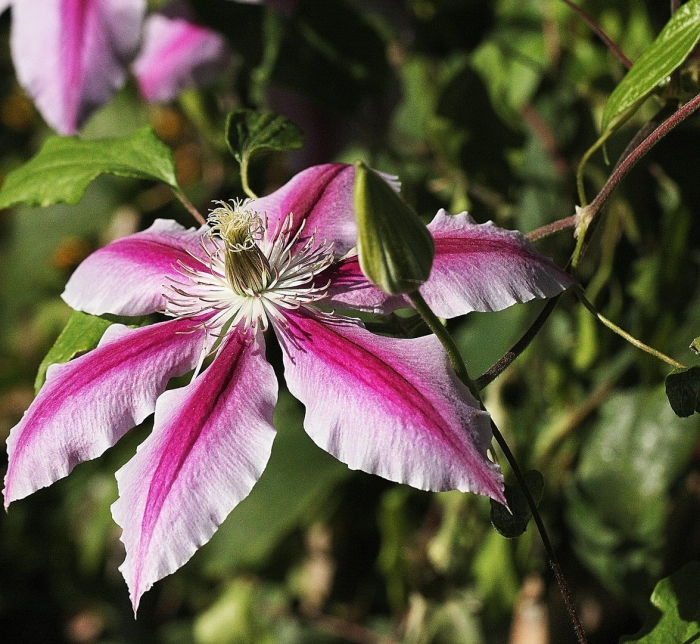 Пинк фэнтези клематис