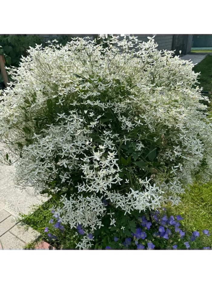 Клематисы белые мелкоцветковые