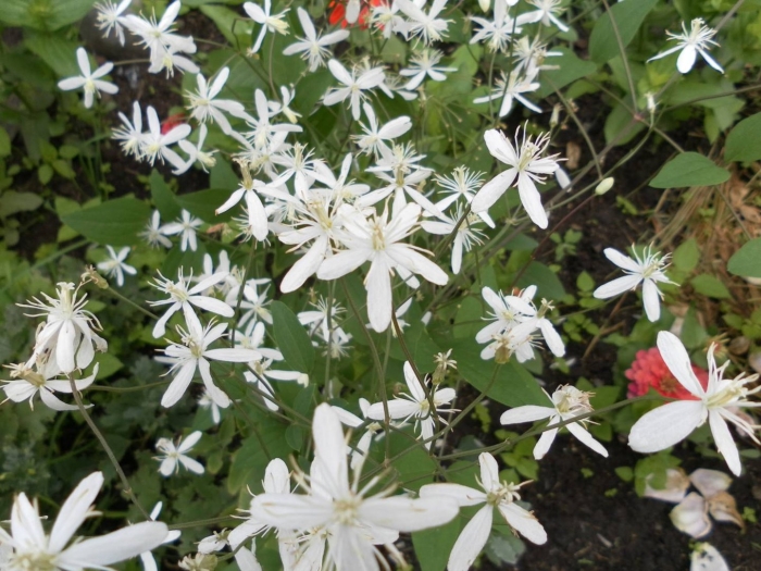 Клематис кустовой белый