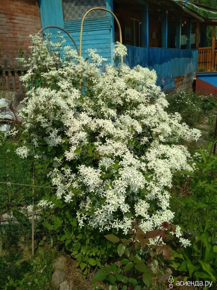 Клематис жгучий мелкоцветковый