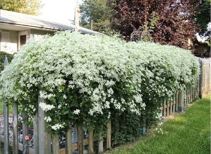 Клематис мелкоцветковый ректа