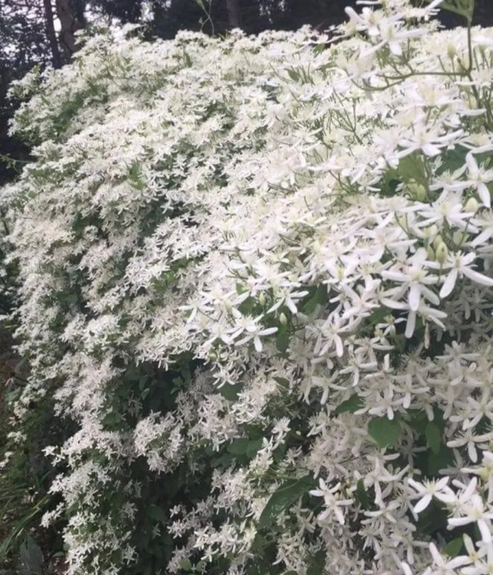 Клематис ломонос жгучий