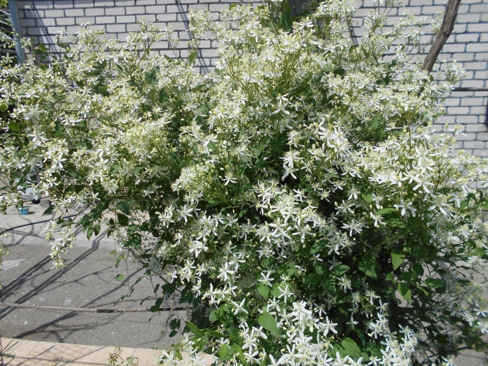 Клематис жгучий мелкоцветковый