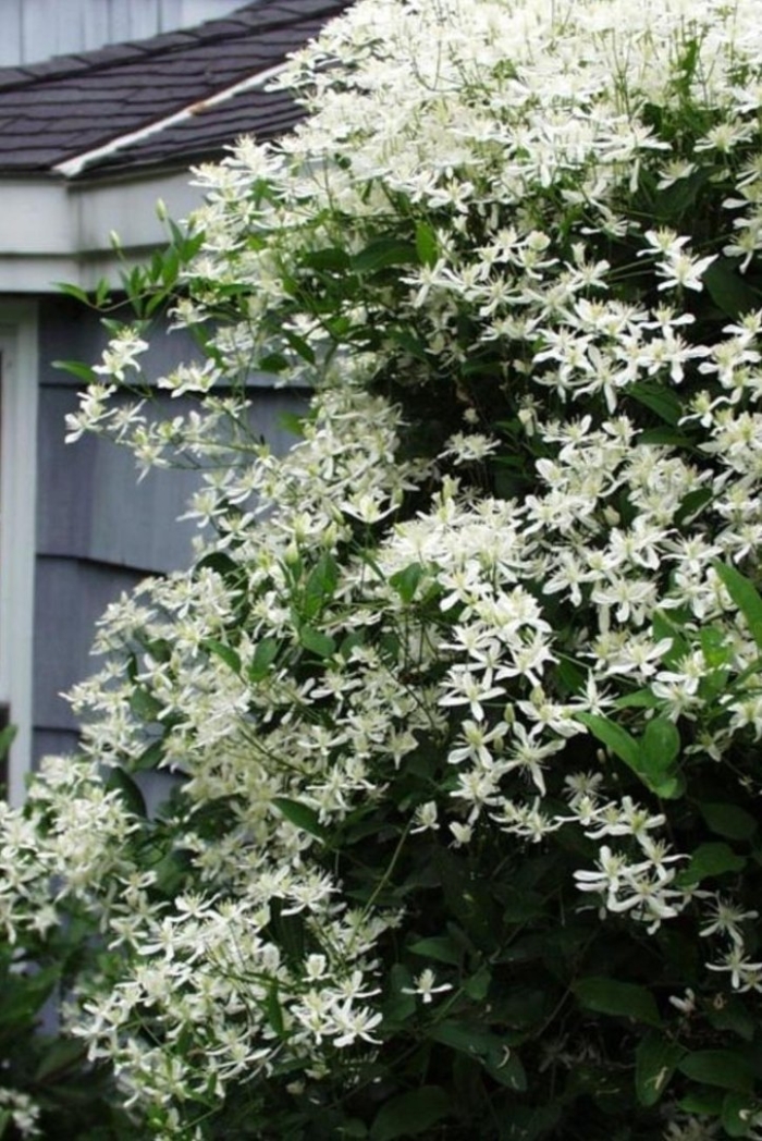 Клематис паникулата