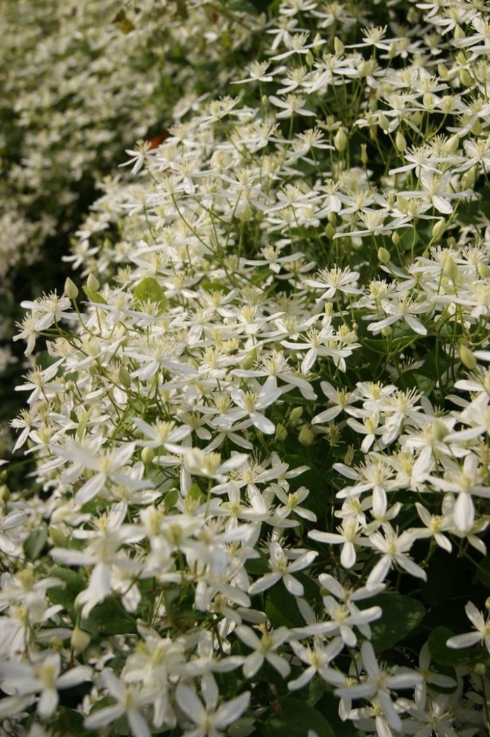 Ломонос трехцветковый клематис