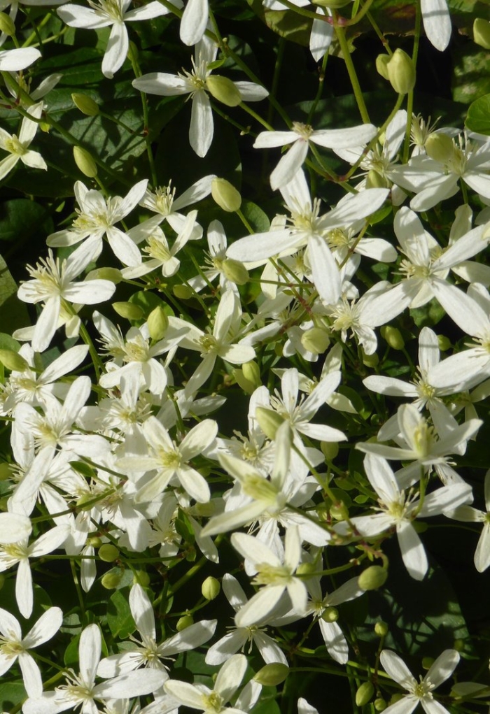 Клематис жгучий мелкоцветковый белый