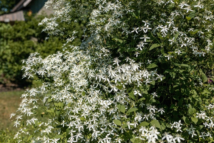 Клематис ломонос белый