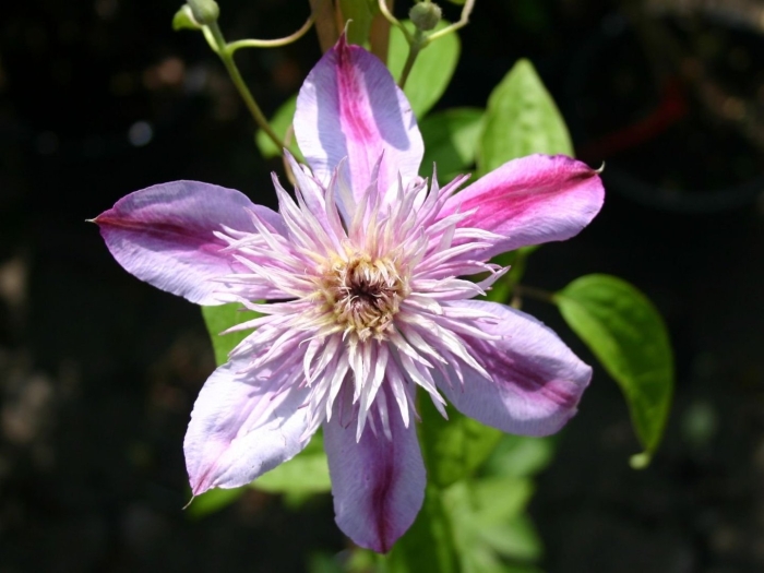 Клематис жозефина