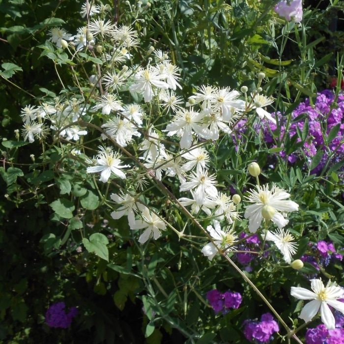 Клематис поль фаргез