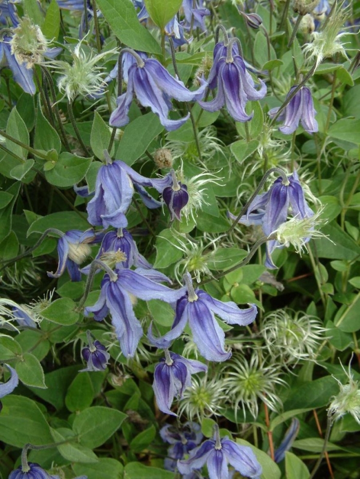 Клематис цельнолистный интегрифолия