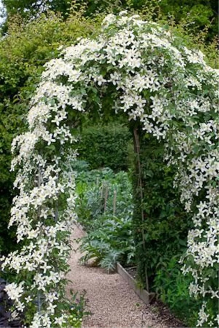 Clematis montana