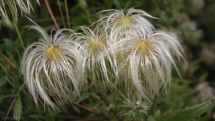 Тангутский клематис