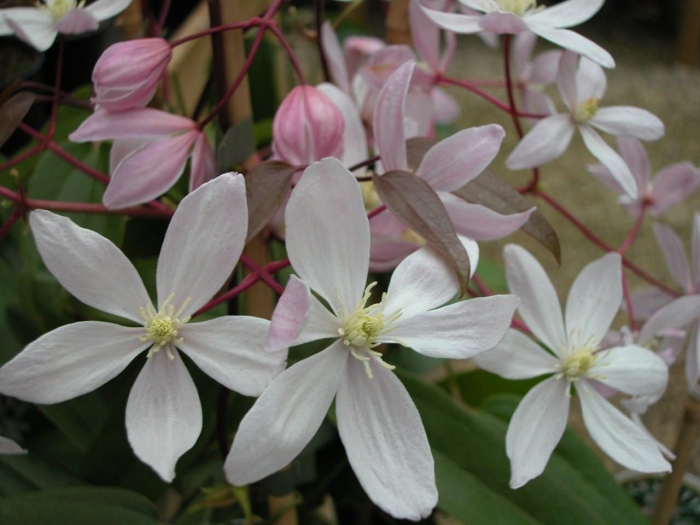 Клематис эппл блоссом