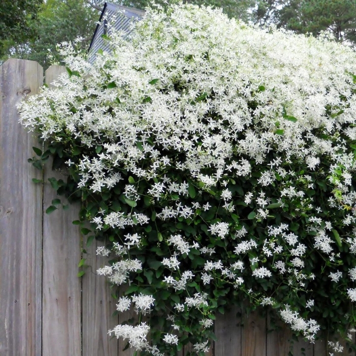 Клематис мелкоцветковый белый