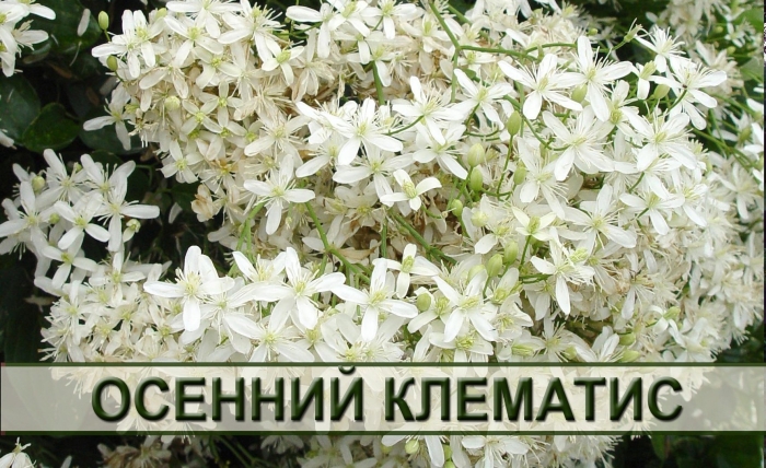 Ломонос трехцветковый клематис