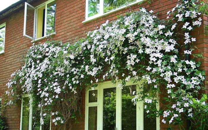 Клематис huldine