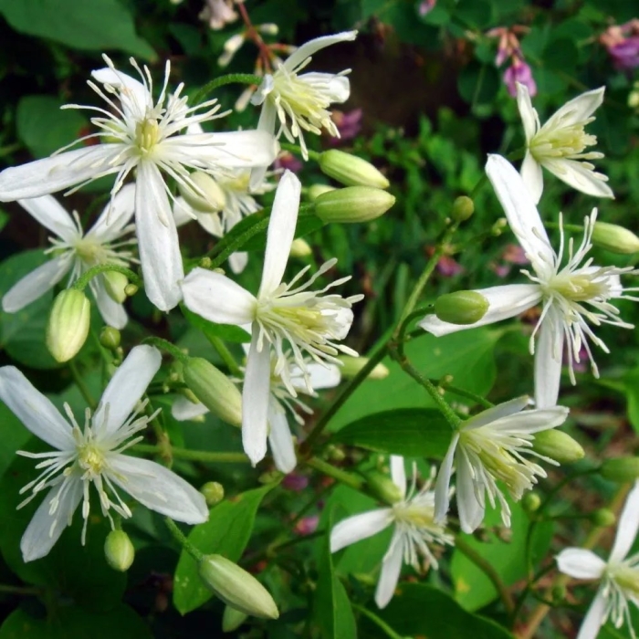 Клематис тернифлора