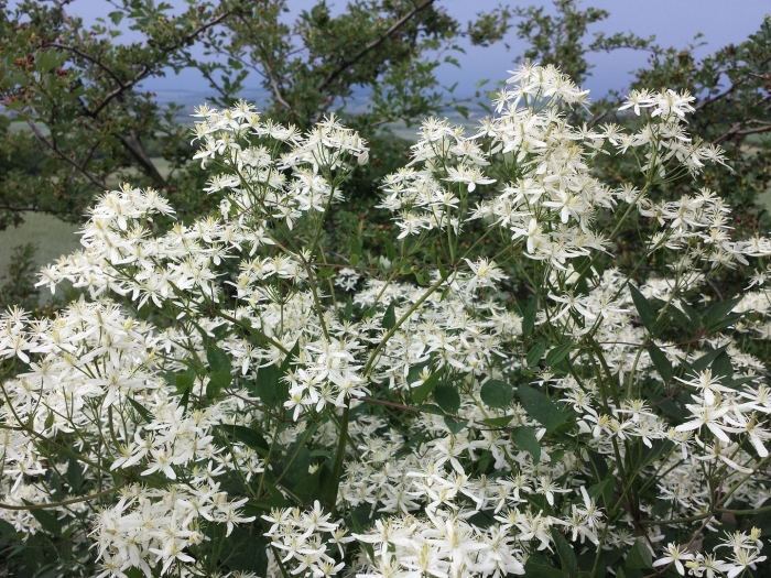 Ломонос этузолистный