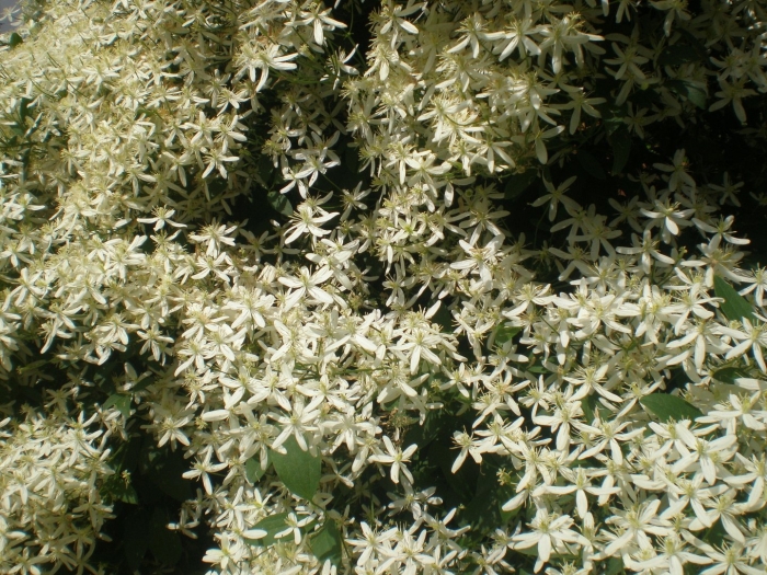 Клематис маньчжурский recta